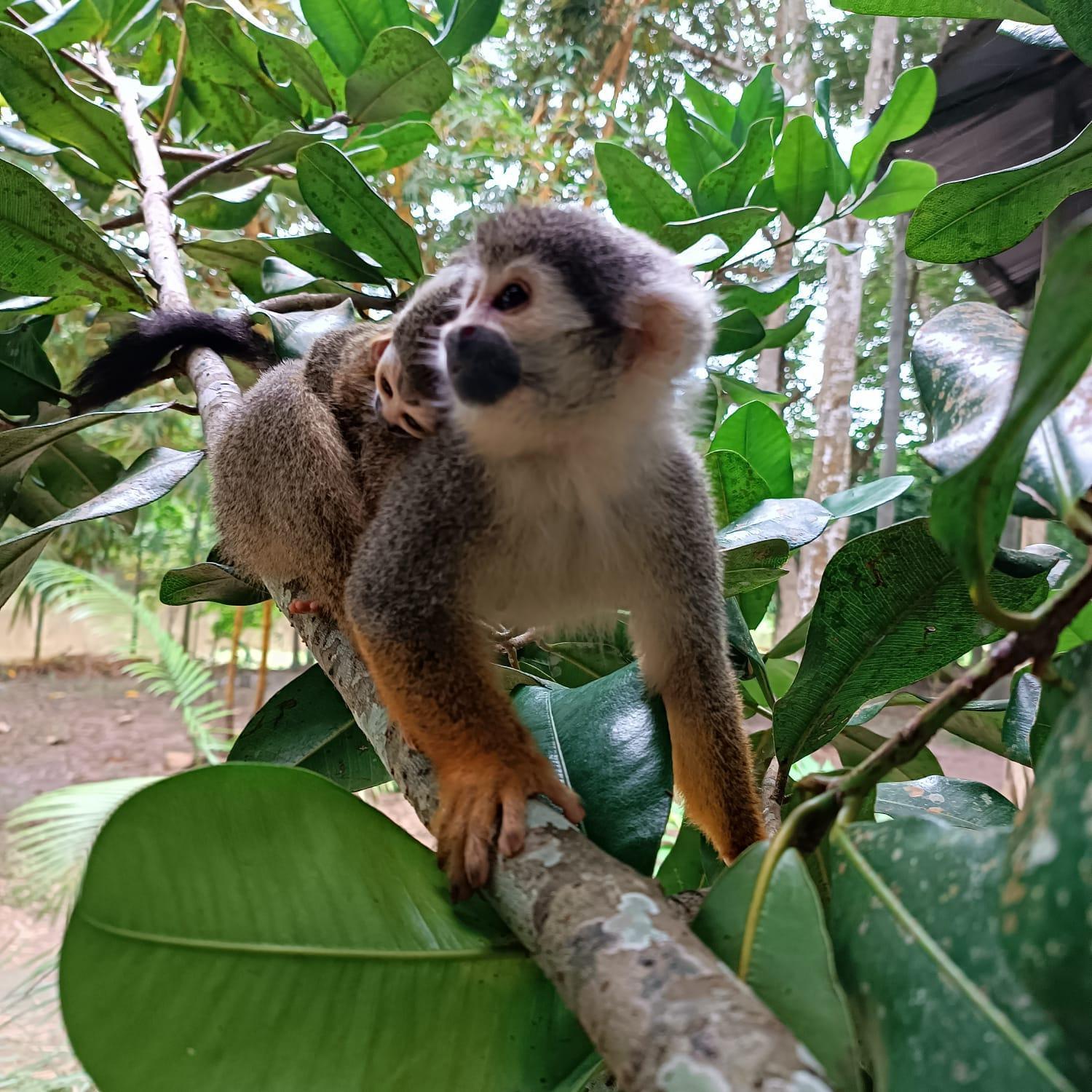 Hotel Alto Amazonas Leticia Zewnętrze zdjęcie
